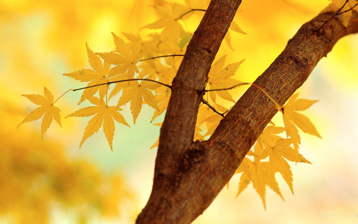 509219 (a): :1680x1050